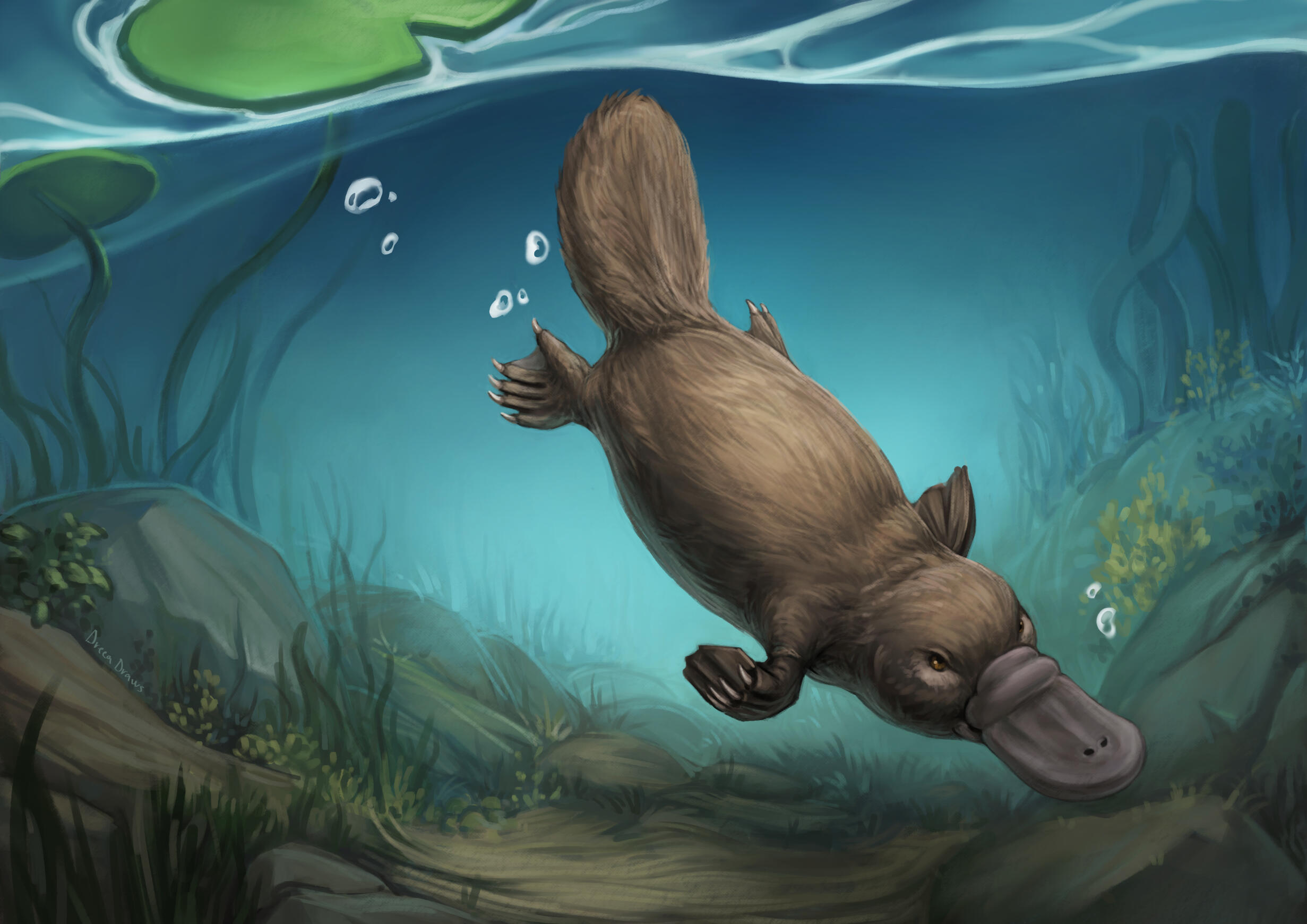Platypus Platypus